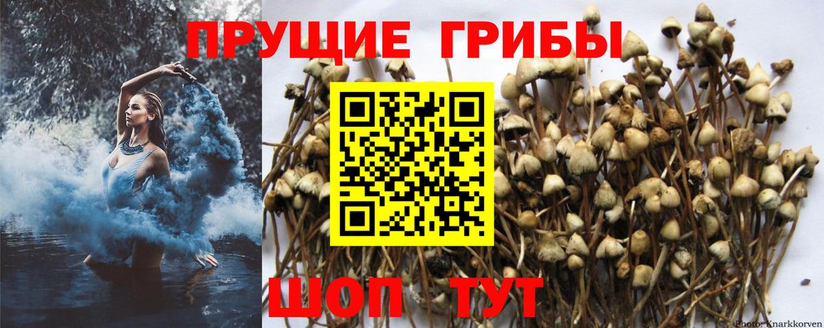 Псилоцибиновые грибы Cubensis  Вход с VPN  Вольск  Псилоцибиновые грибы ЛСД 