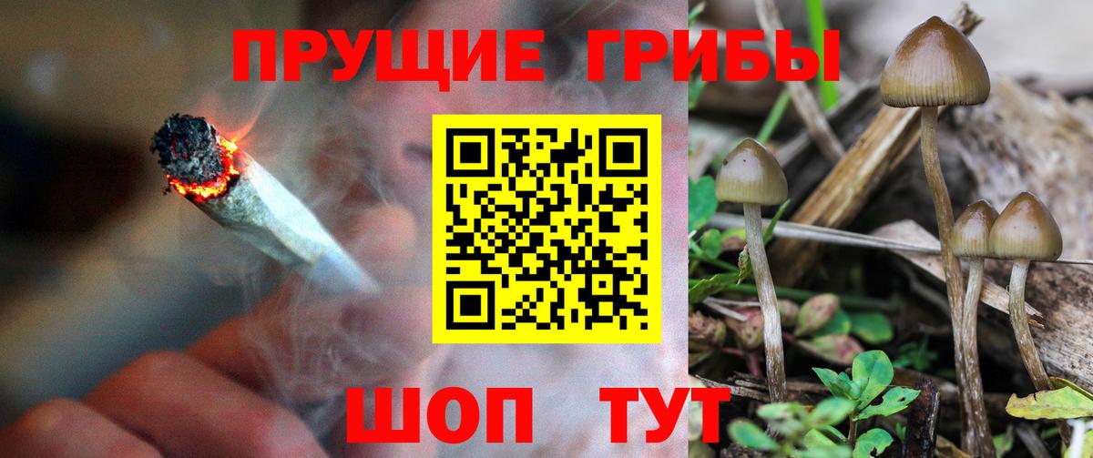 Псилоцибиновые грибы мицелий Вольск